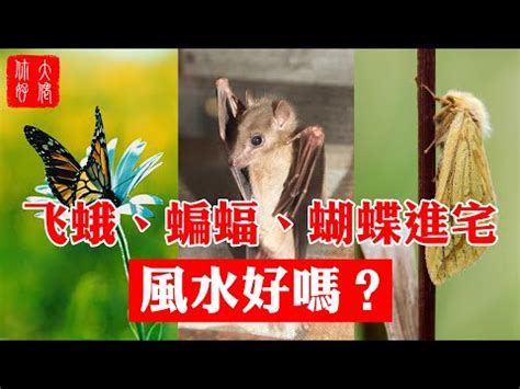 家裡突然出現飛蛾|習俗百科／家中出現大量飛蛾是凶兆？暗示「兩事」將。